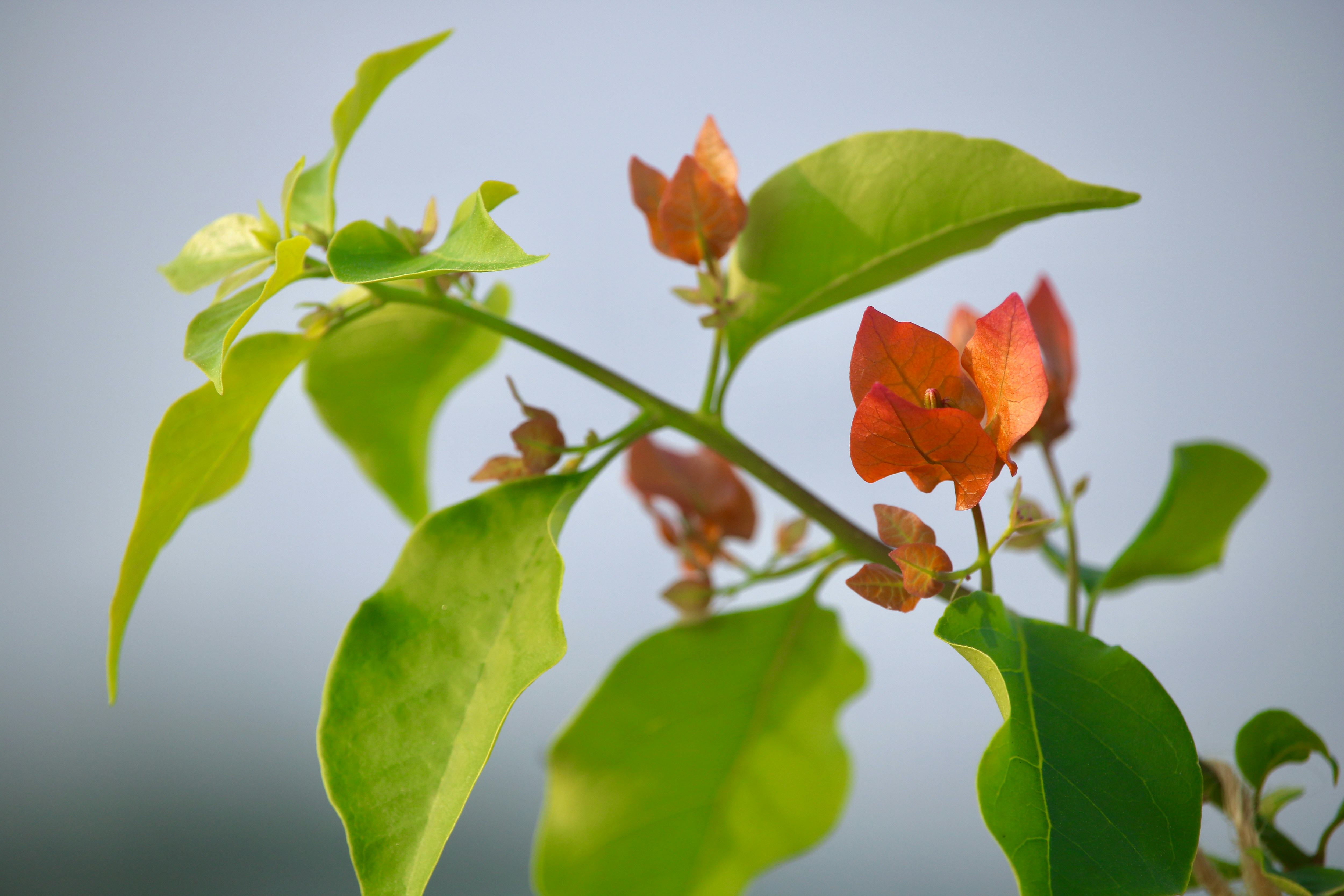 Photo by mamunsrizon