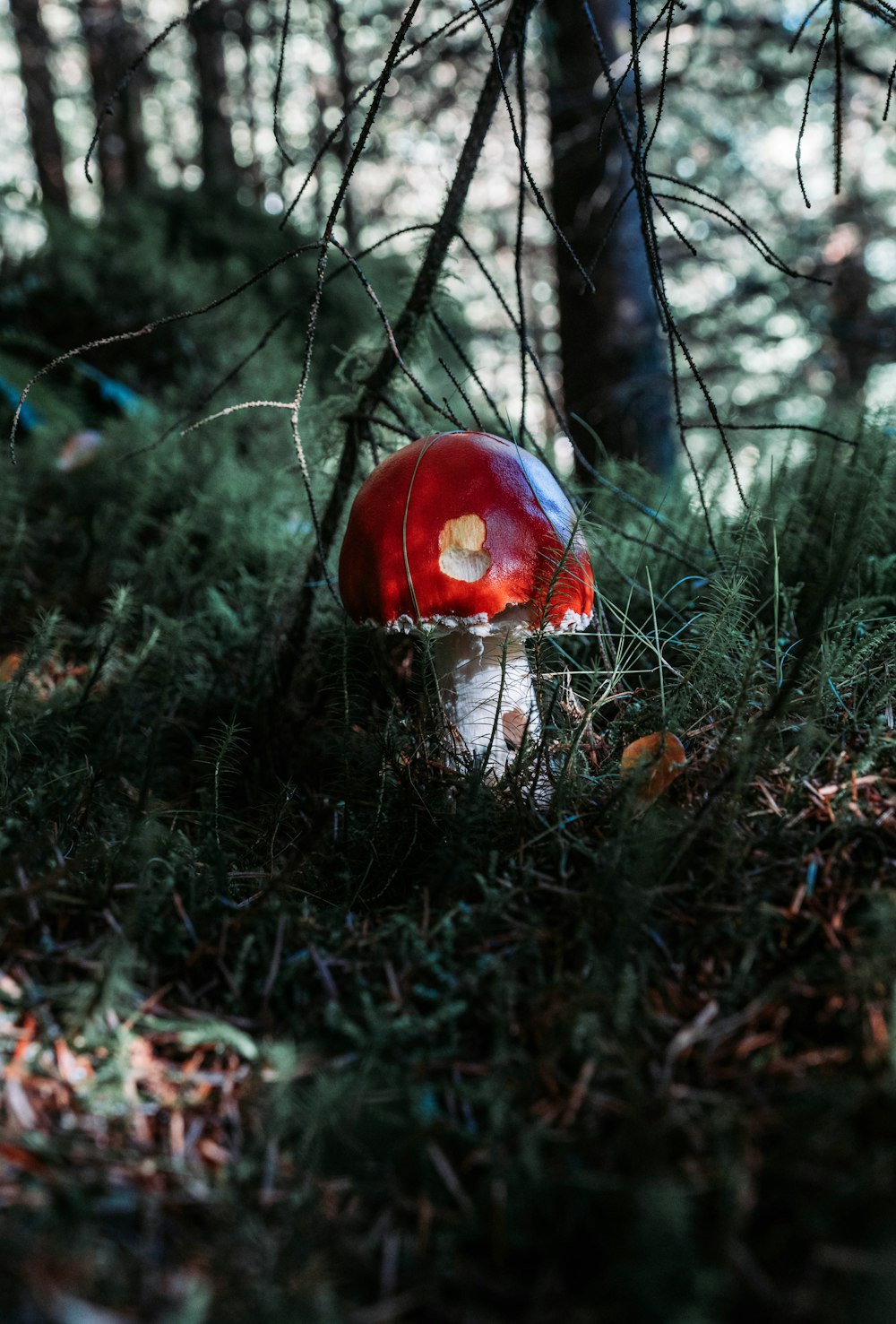 Un fungo rosso che cresce nei boschi