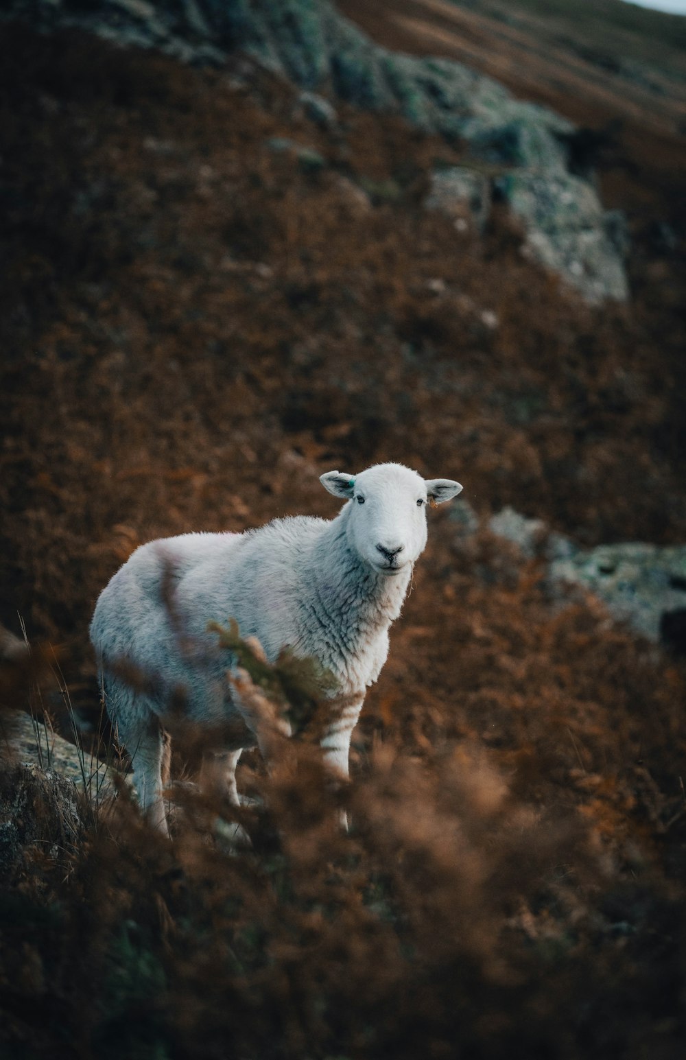 Ein Schaf steht auf einem Hügel