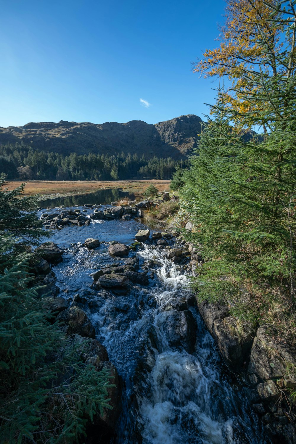 a river running through a forest