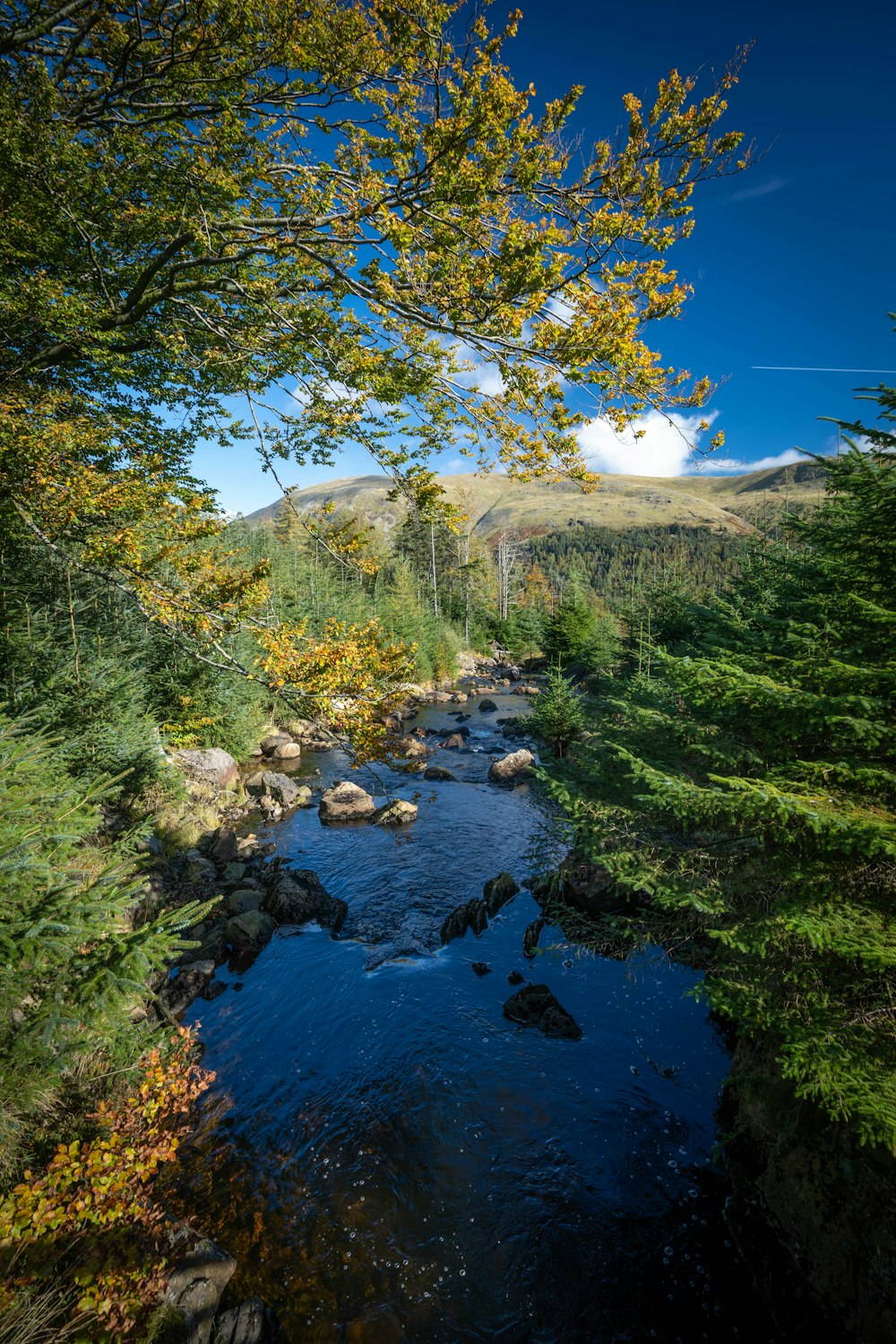 une rivière qui traverse une forêt