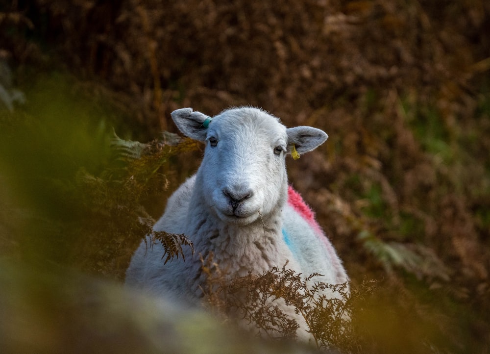 Une chèvre blanche dans l’eau