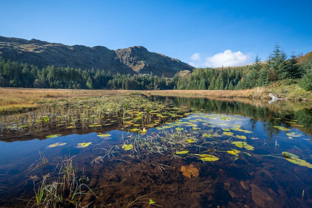 un lac entouré d’arbres et de montagnes