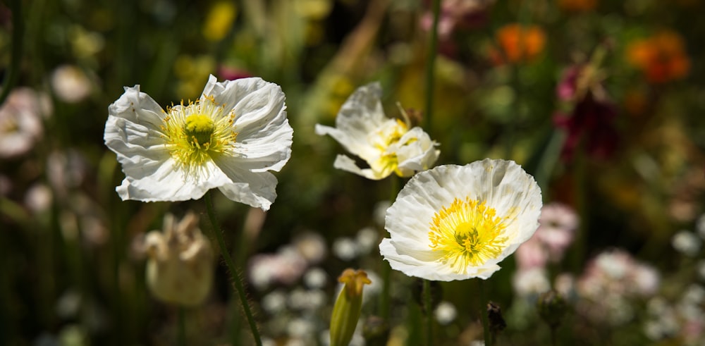 a group of white flowers