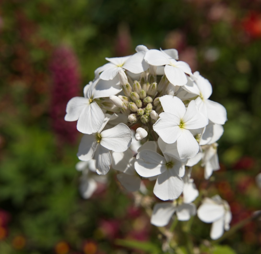 a close up of a white flower