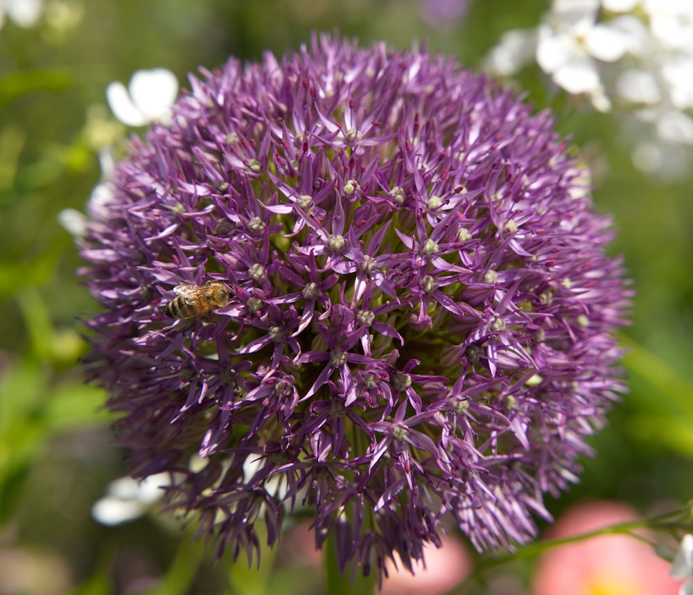 a purple flower with green leaves