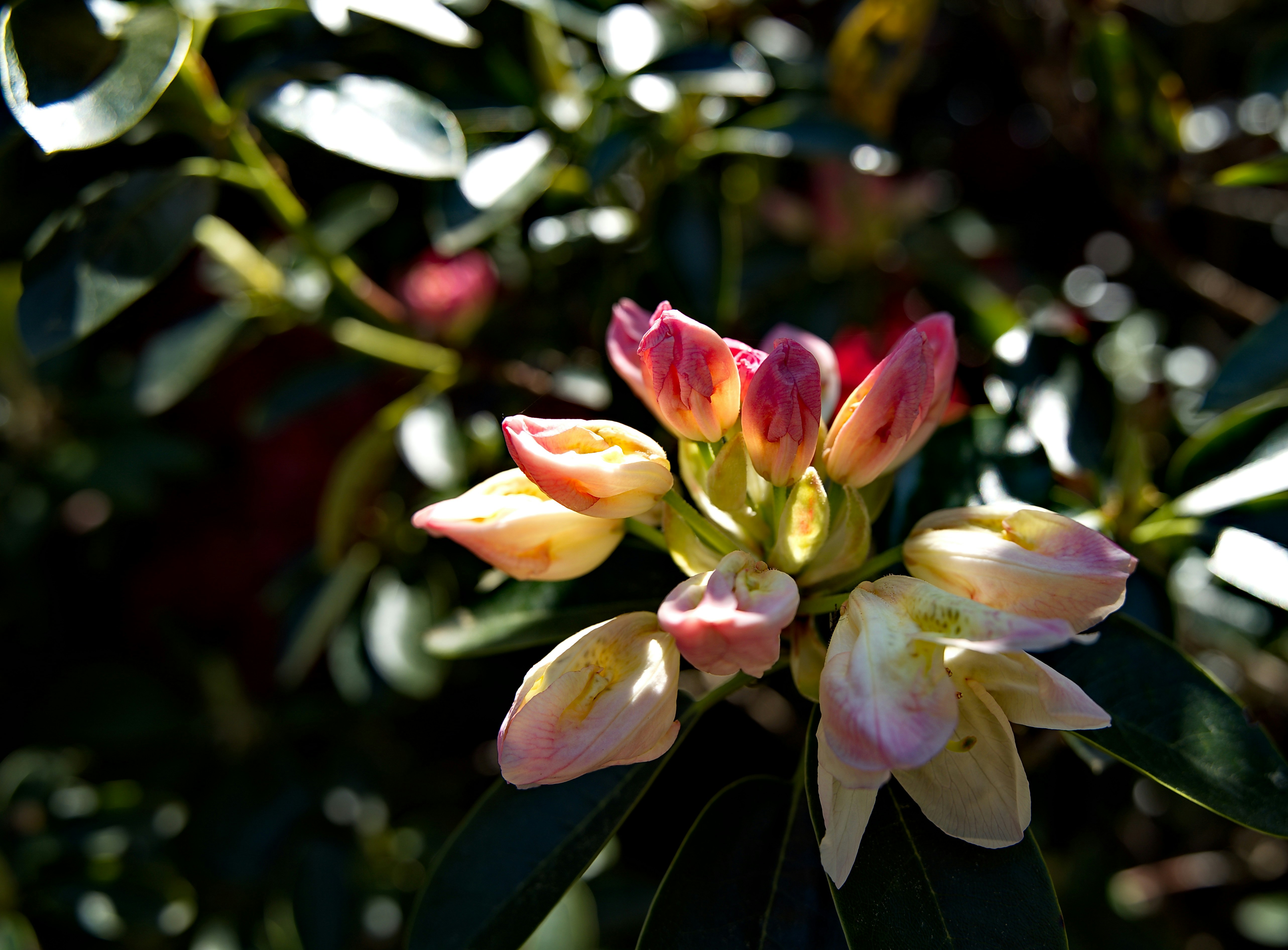 Eine Nahaufnahme von Blumen