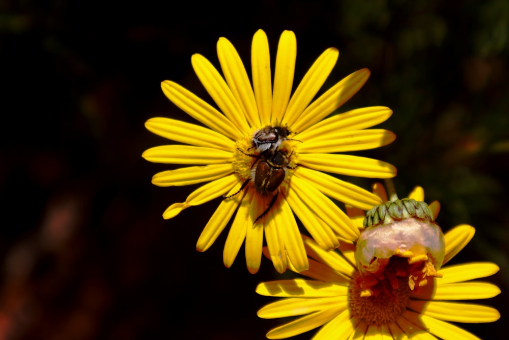a bee on a yellow flower