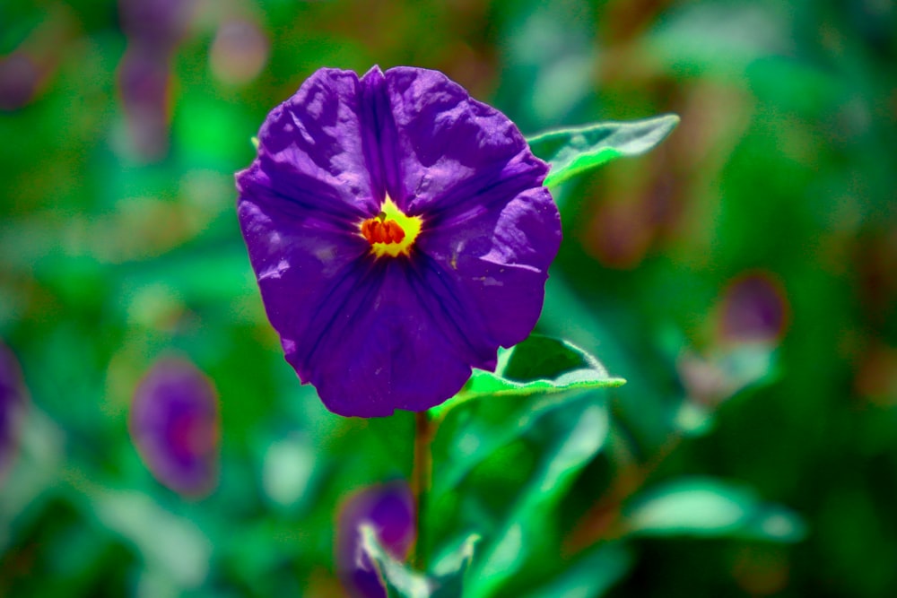 a purple flower with green leaves