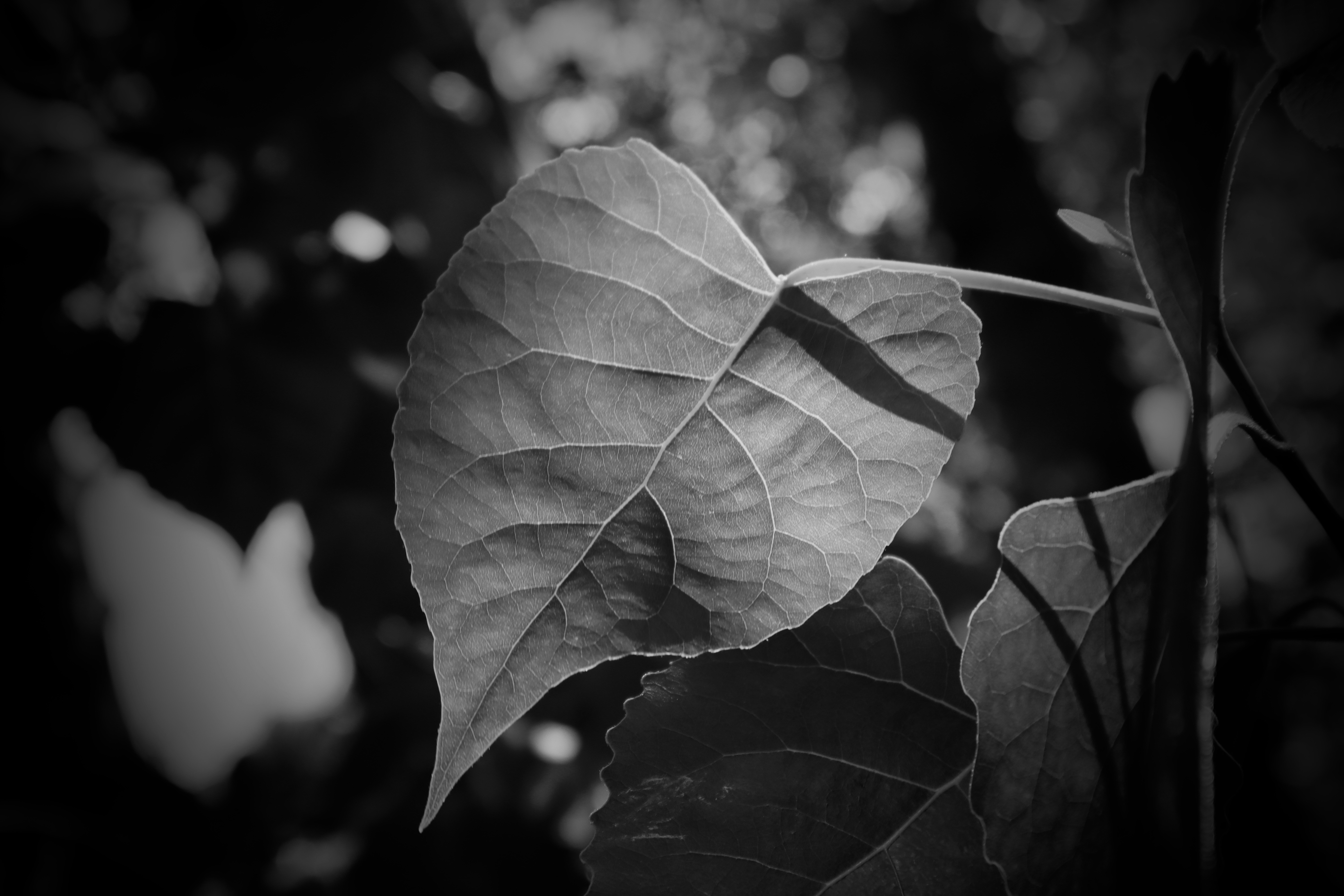 Photo by creationspeaks