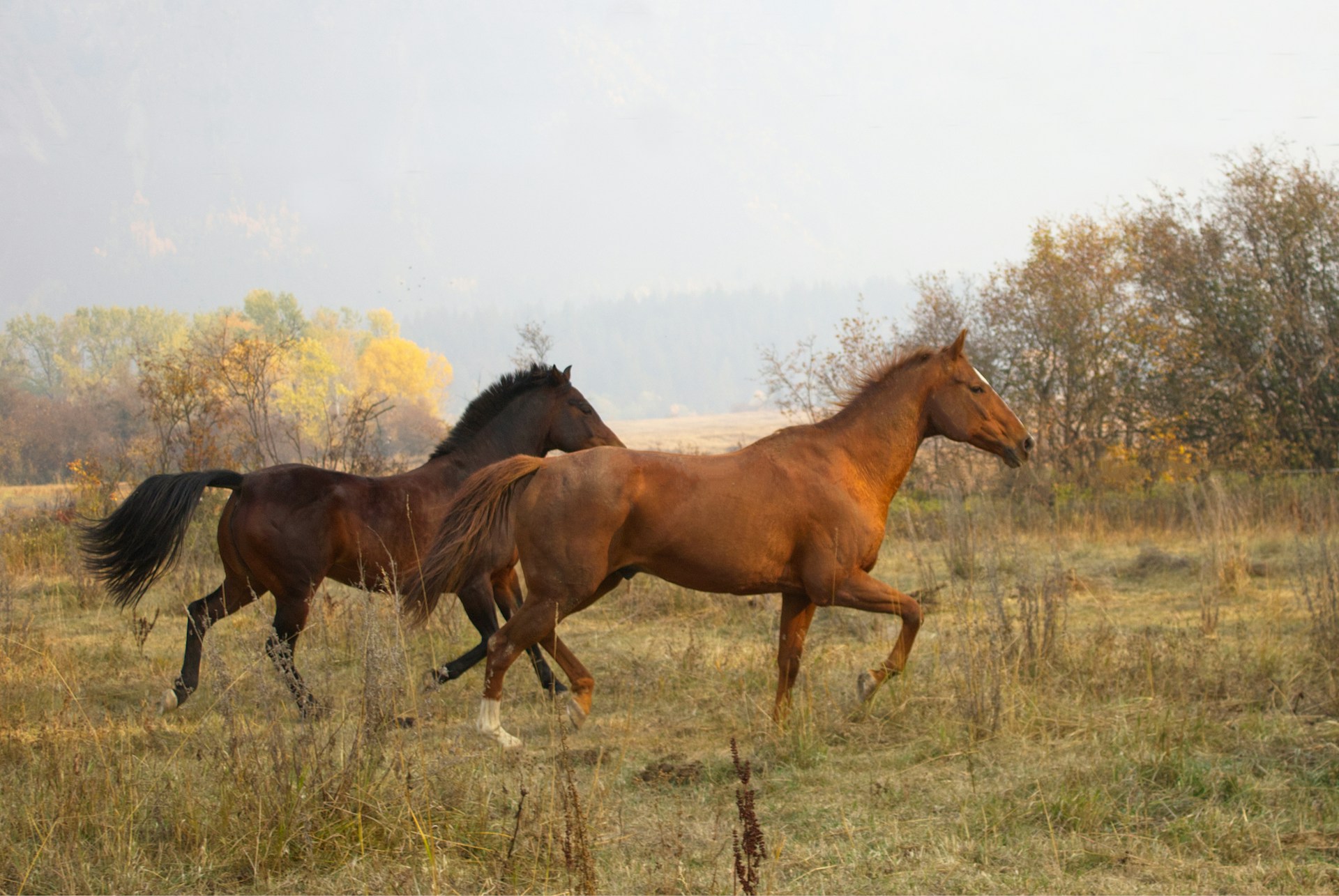 a group of horses running in a field