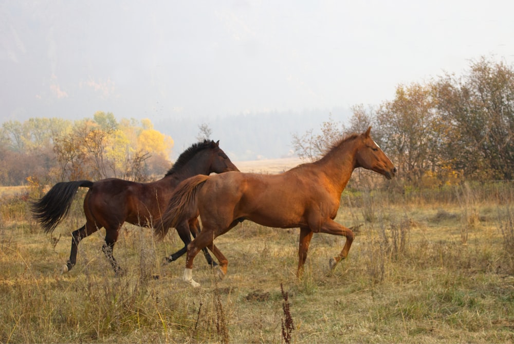 a group of horses running in a field