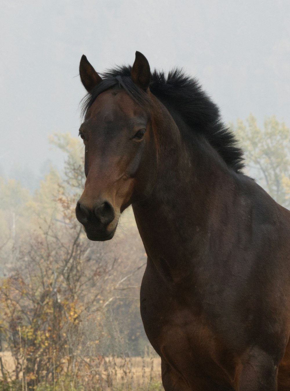 a brown horse with a black mane