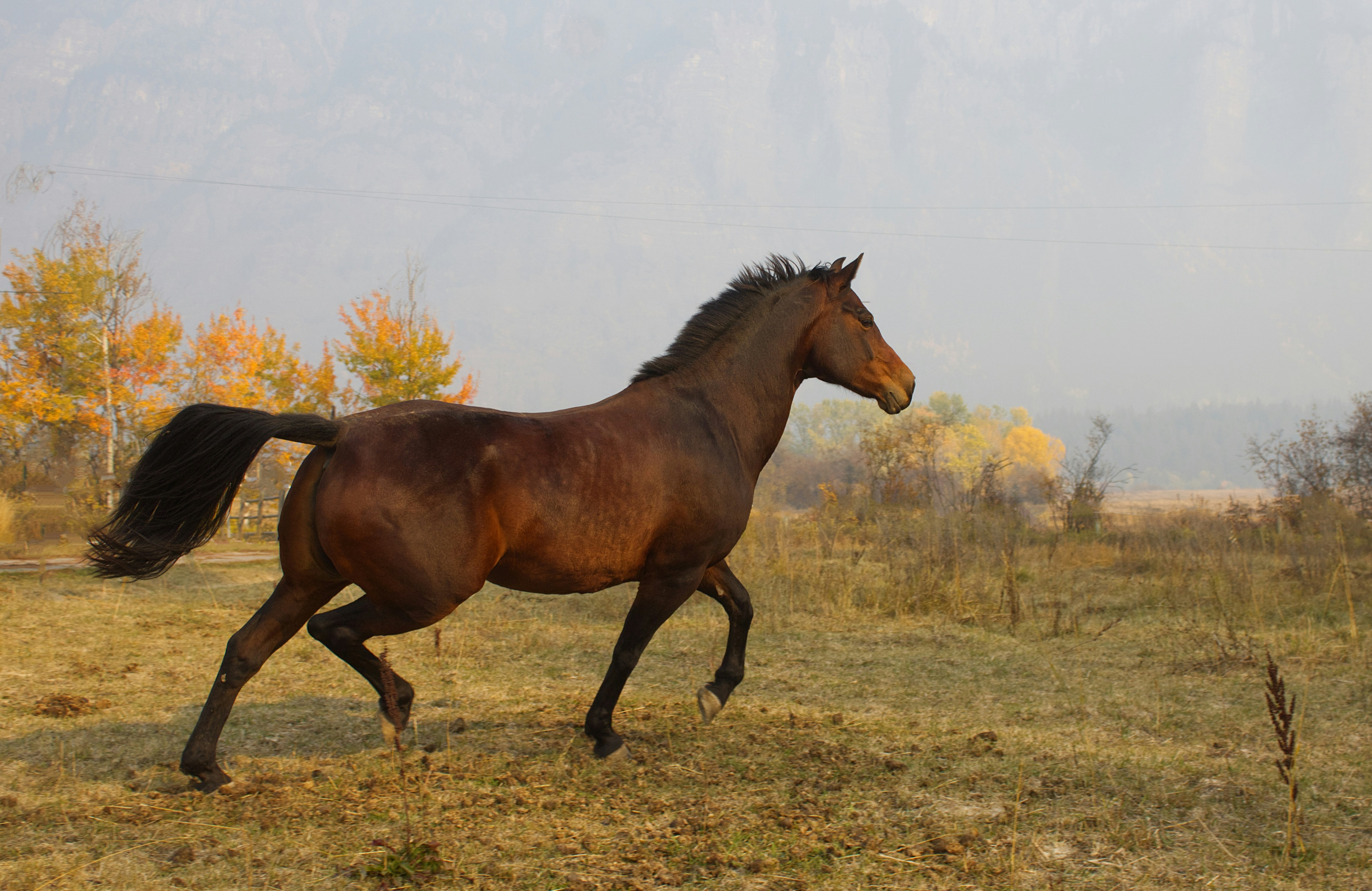 Morgan Horse