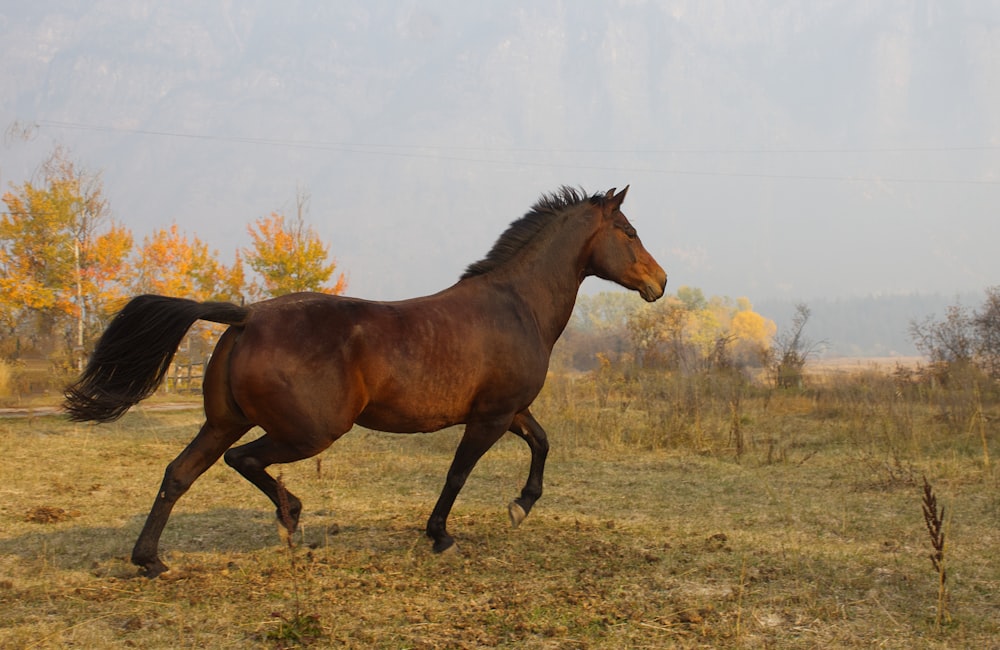 a horse running in a field