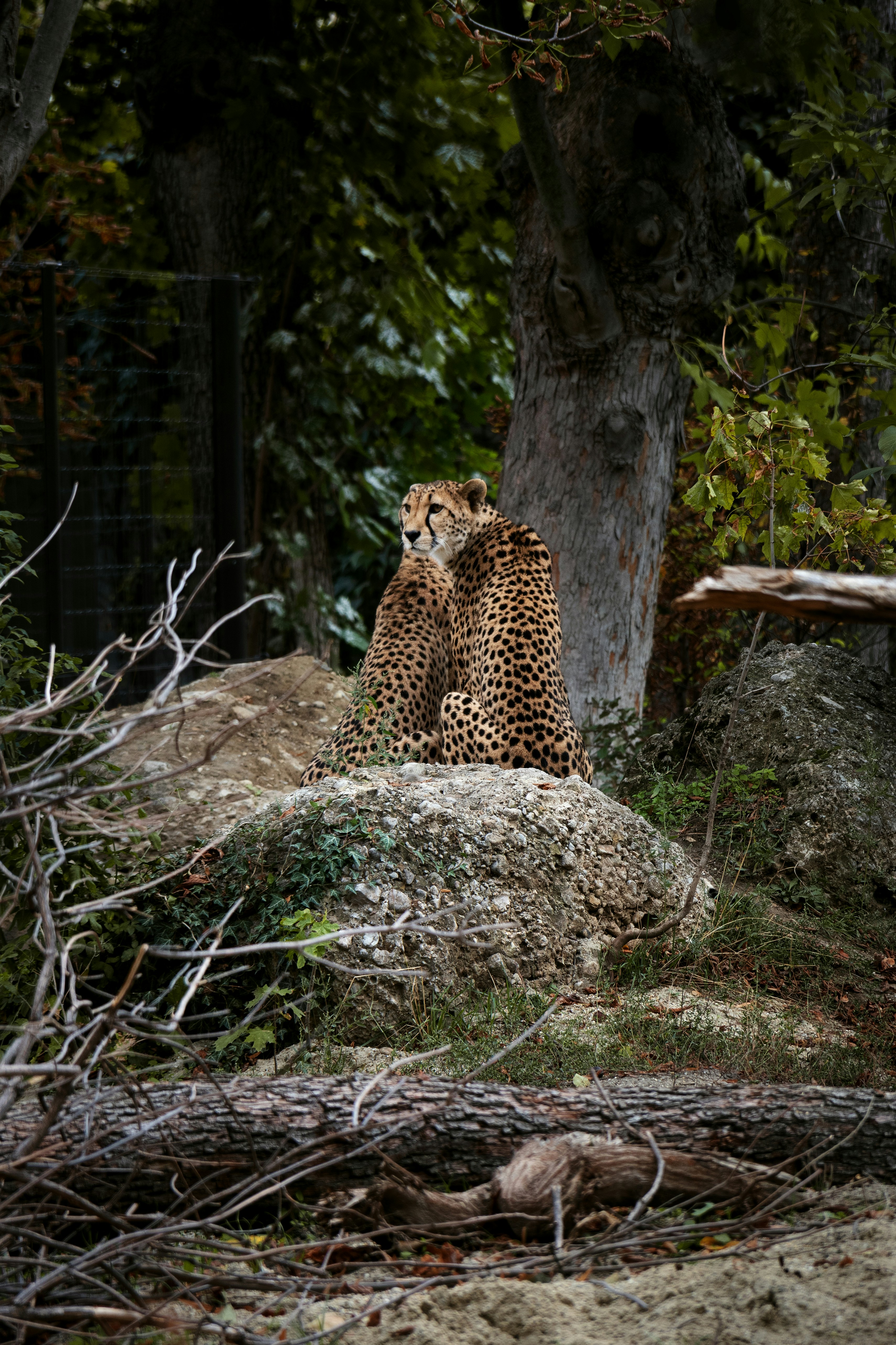 a raccoon sitting on a rock in a forest
