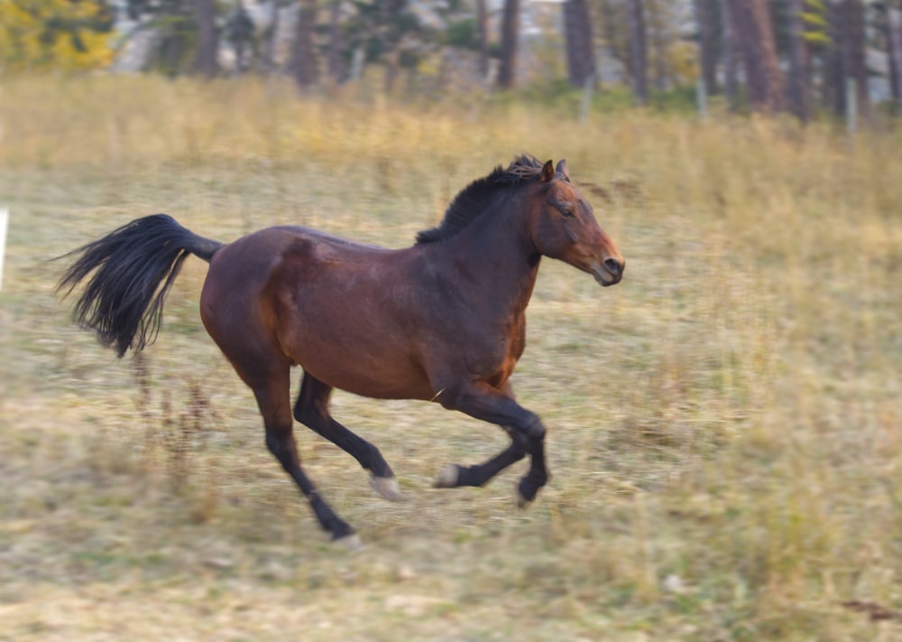 a horse running in a field