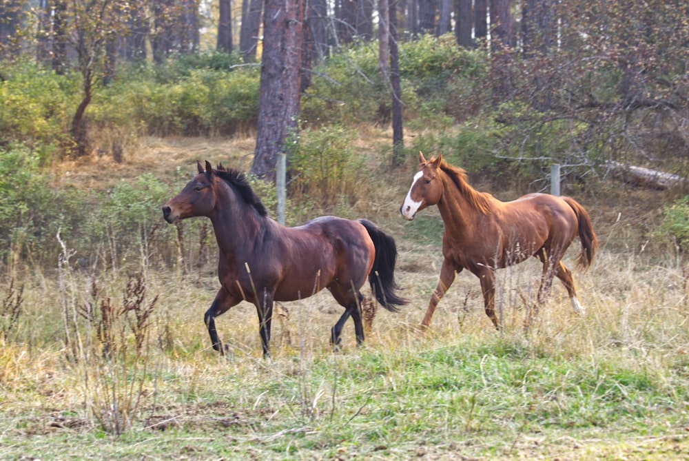 a couple of horses running in a field