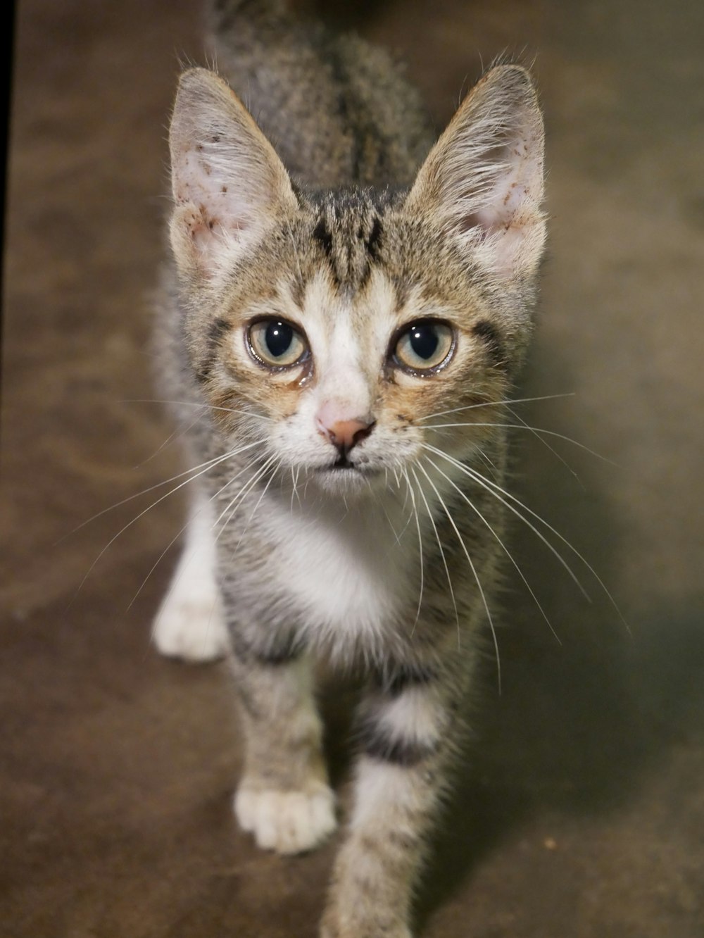 a kitten walking on a wood floor