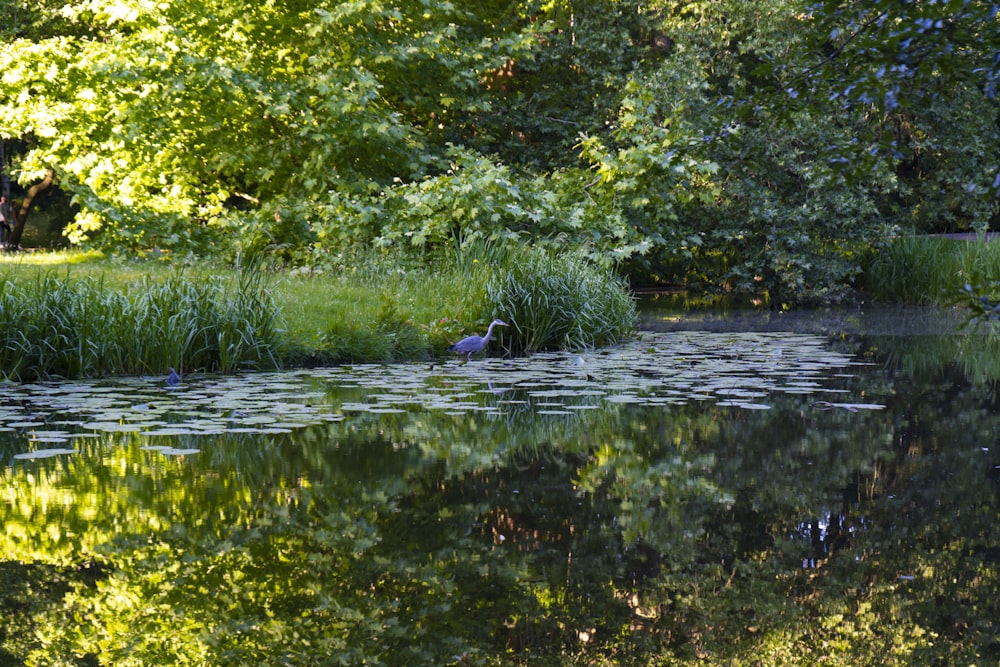 a bird standing in a pond