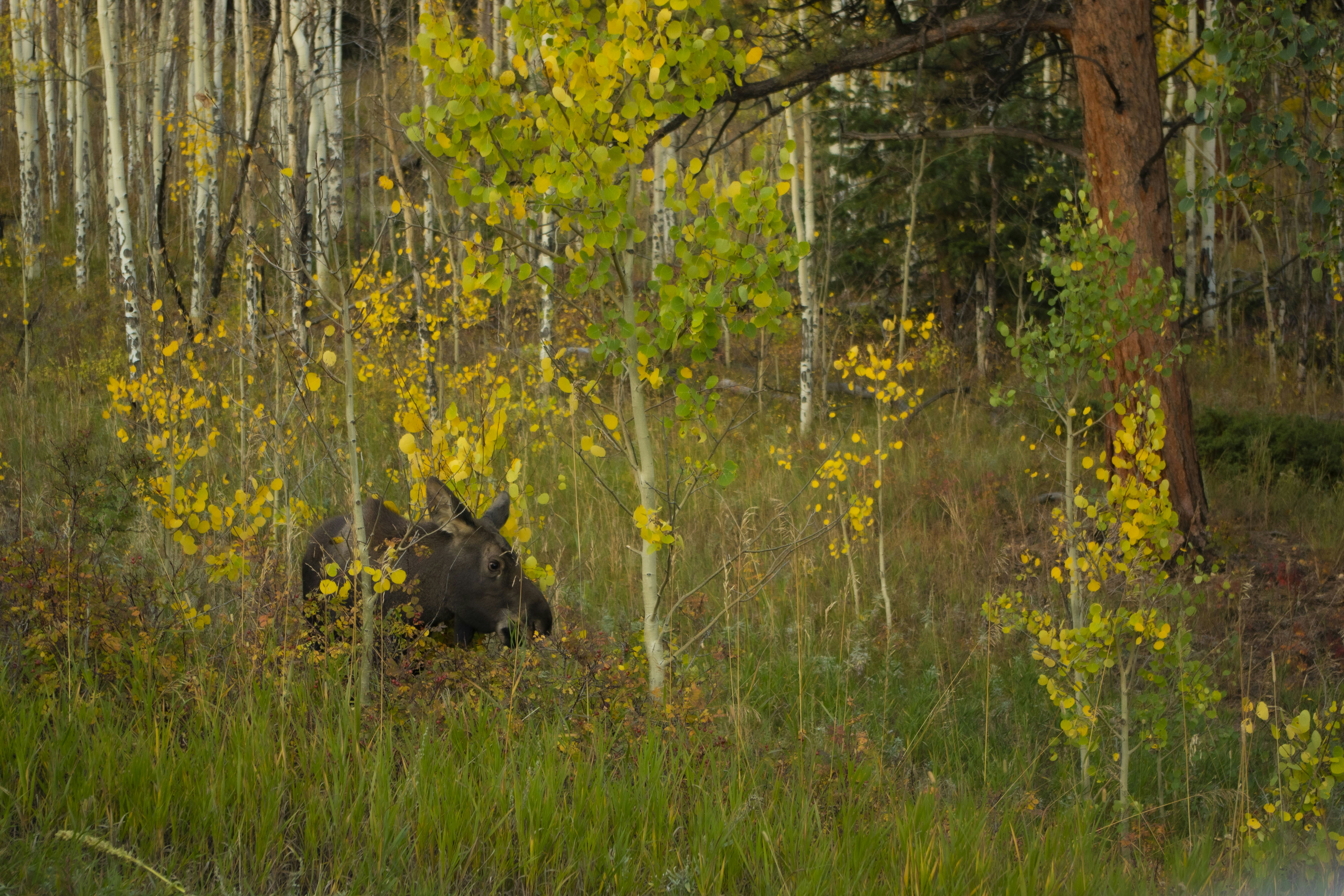 Photo by mountainsparrow