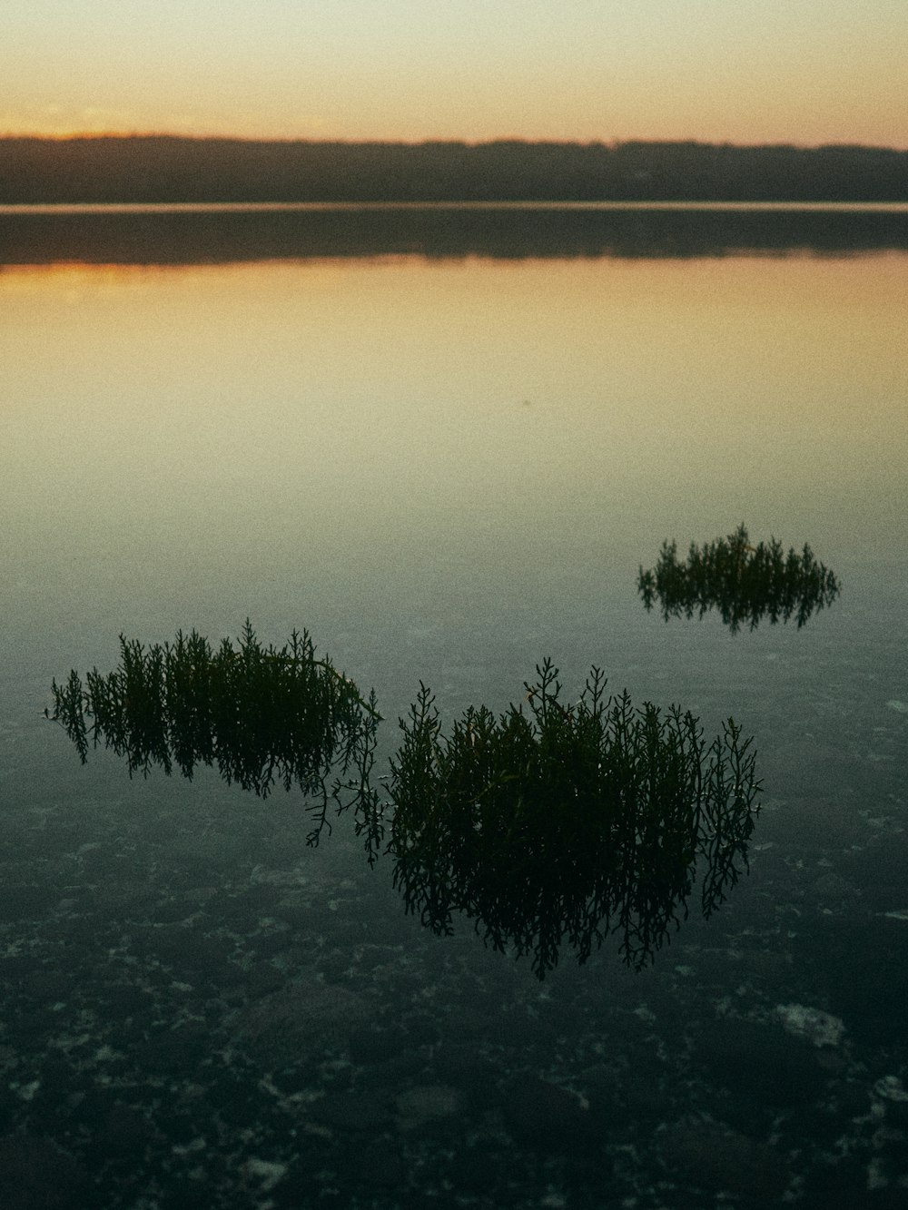 a body of water with trees in it