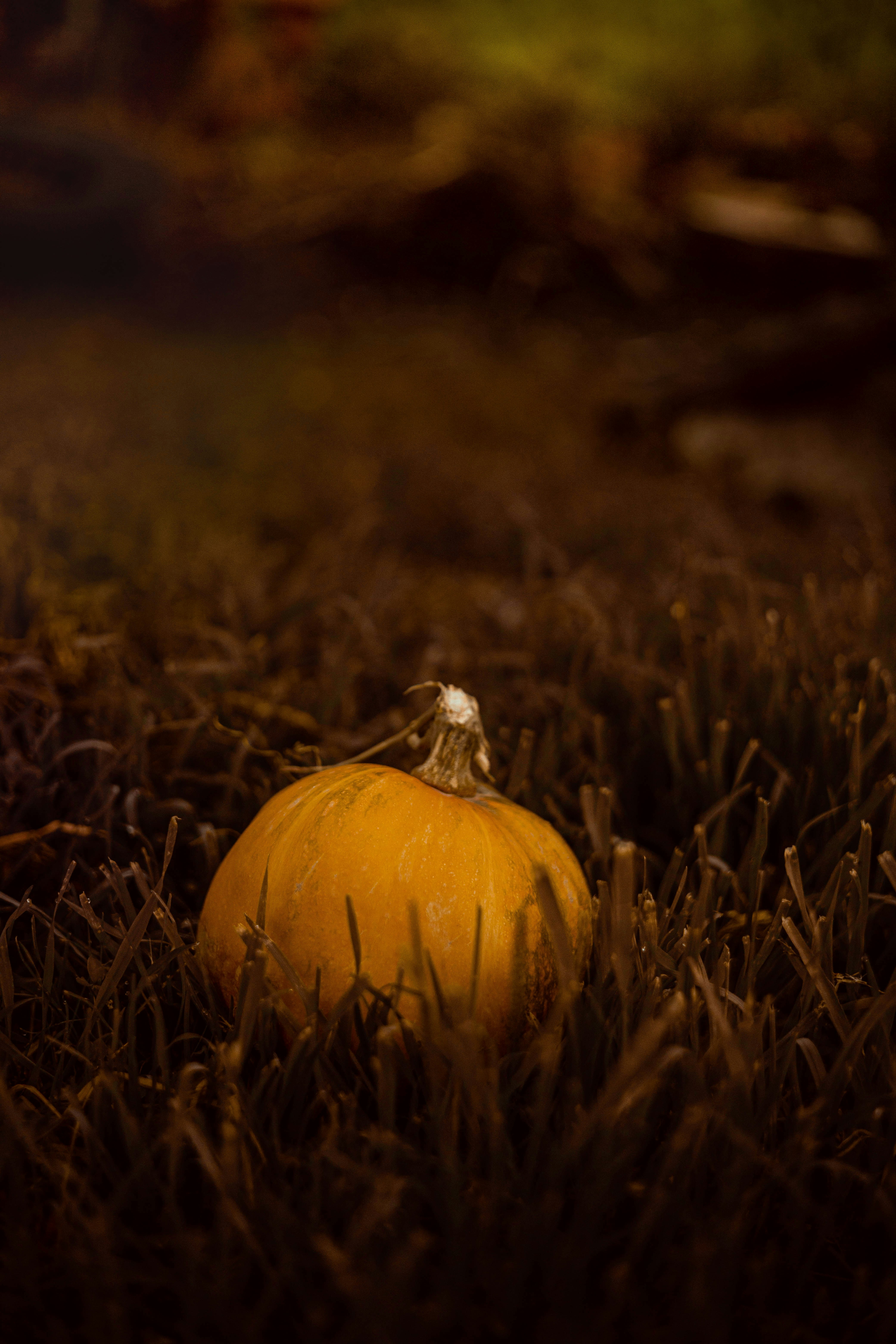 Photo by roscoadrian