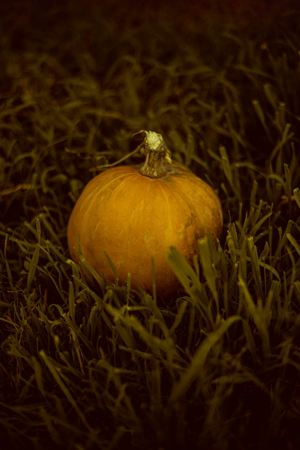 a pumpkin in the grass
