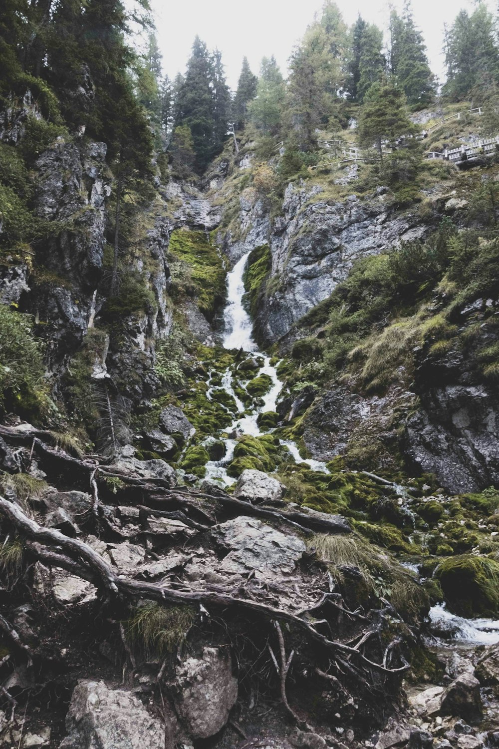 a stream in a forest