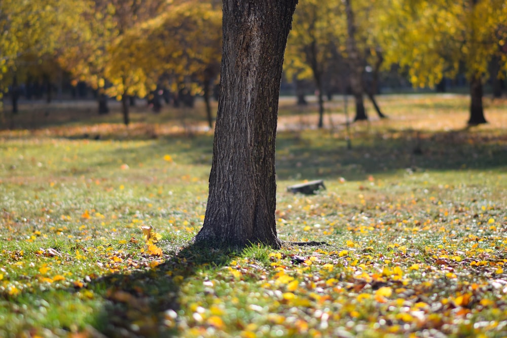 a tree in a park