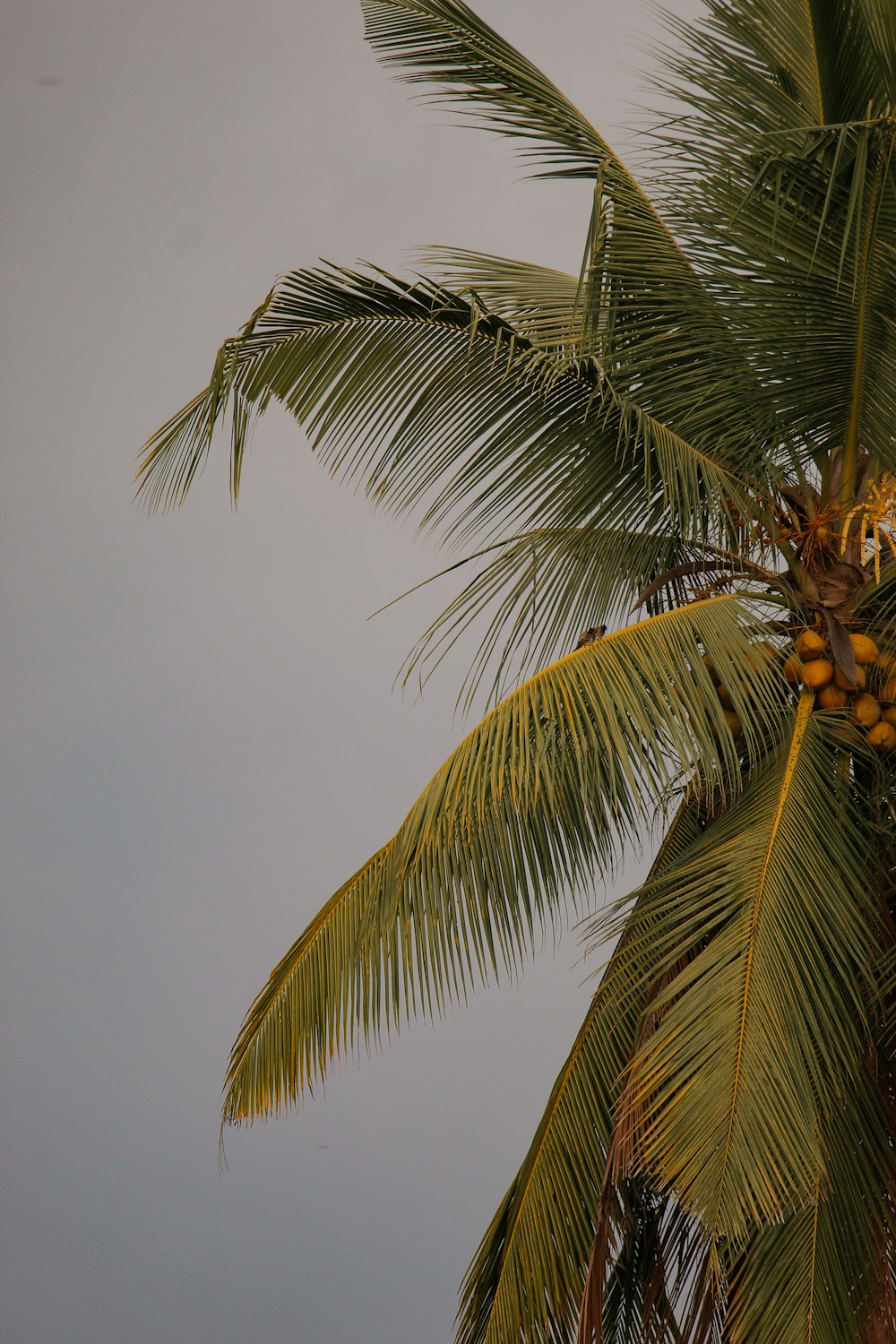 a palm tree with a blue sky