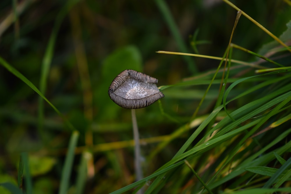 a mushroom growing in the grass