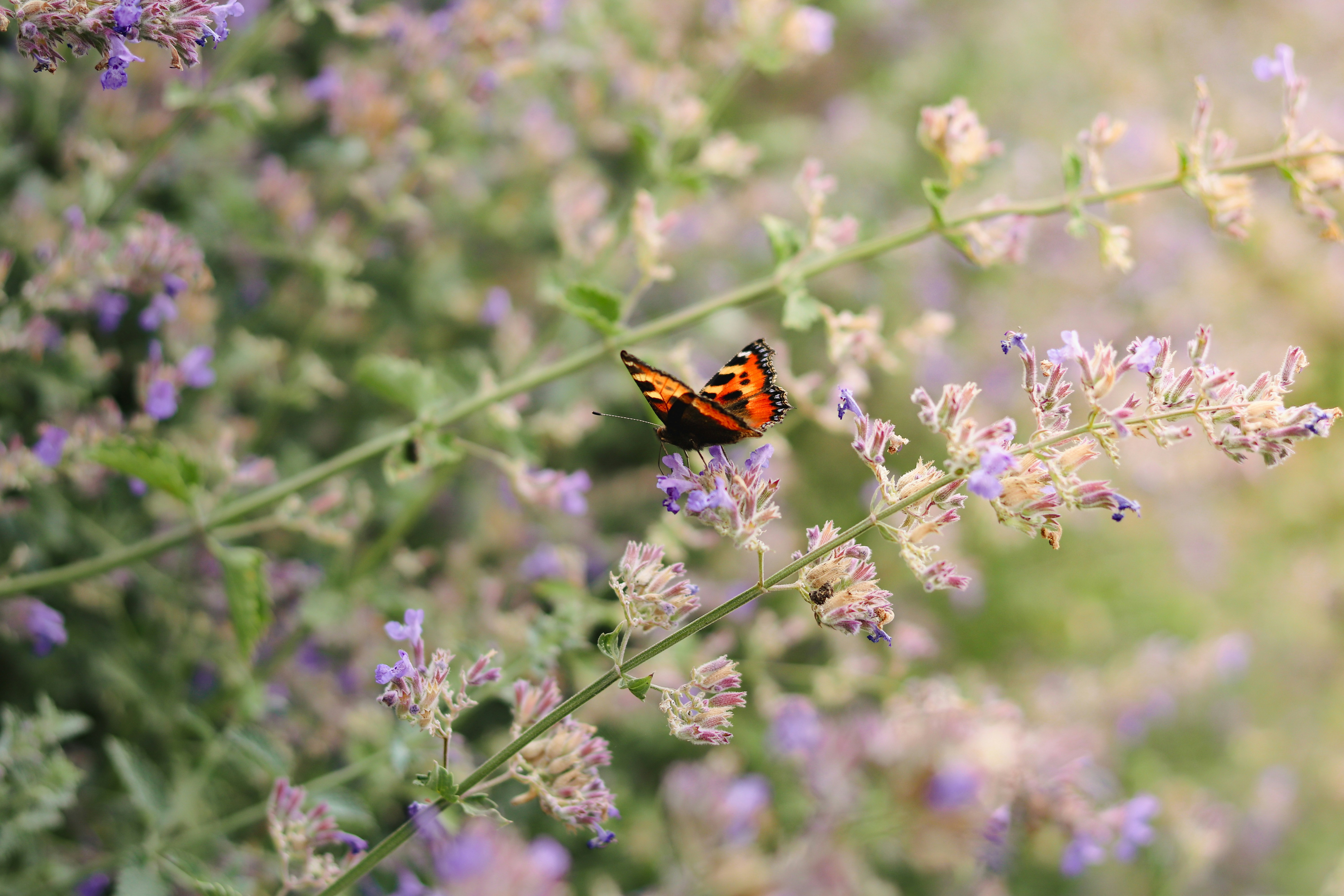 Photo by honeypoppet