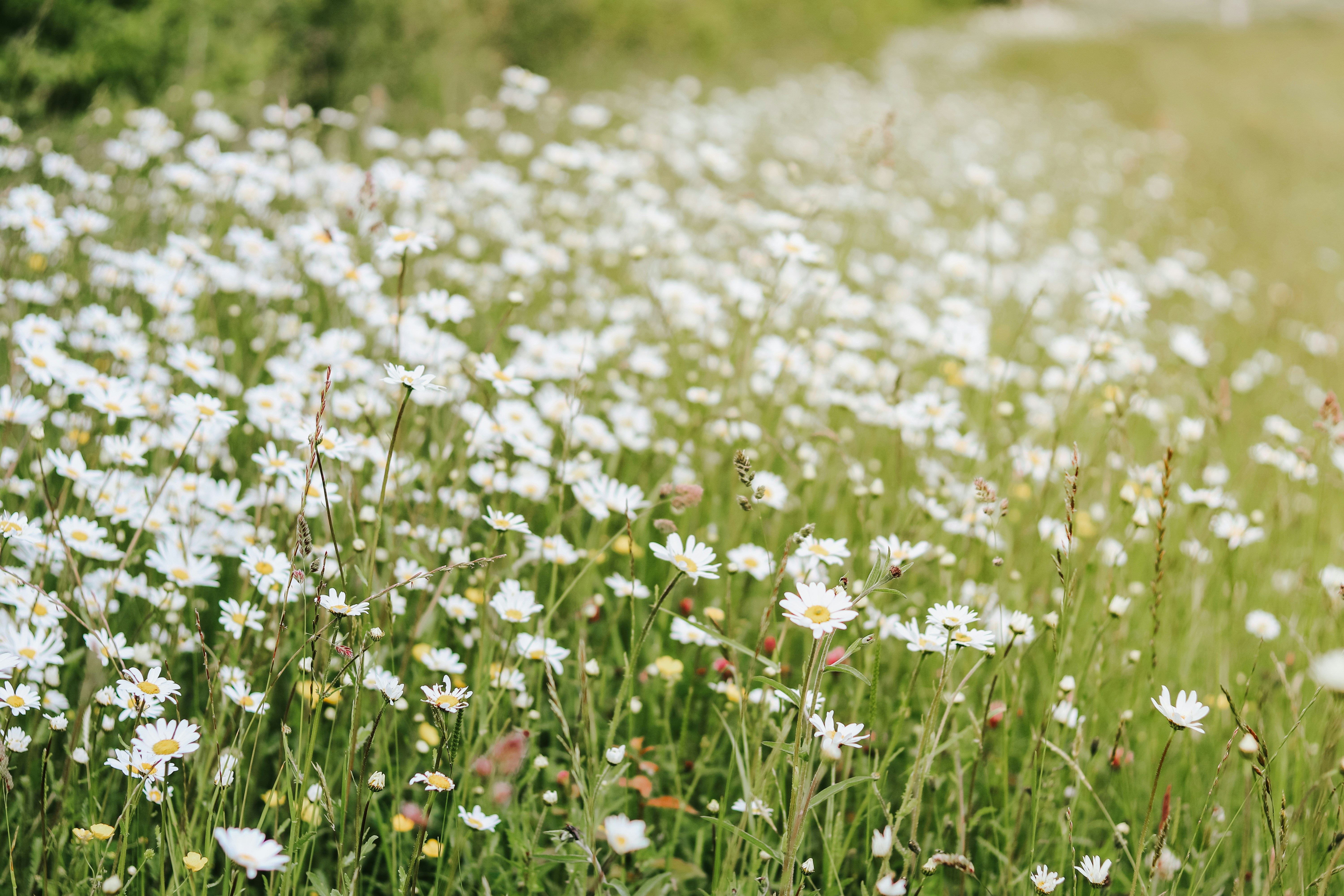 Photo by honeypoppet