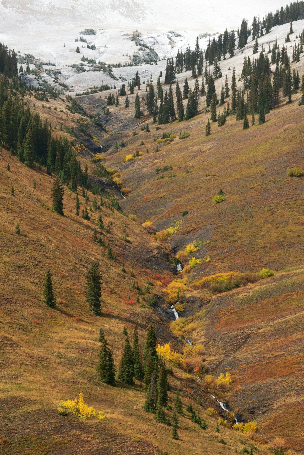 a mountain with trees on it