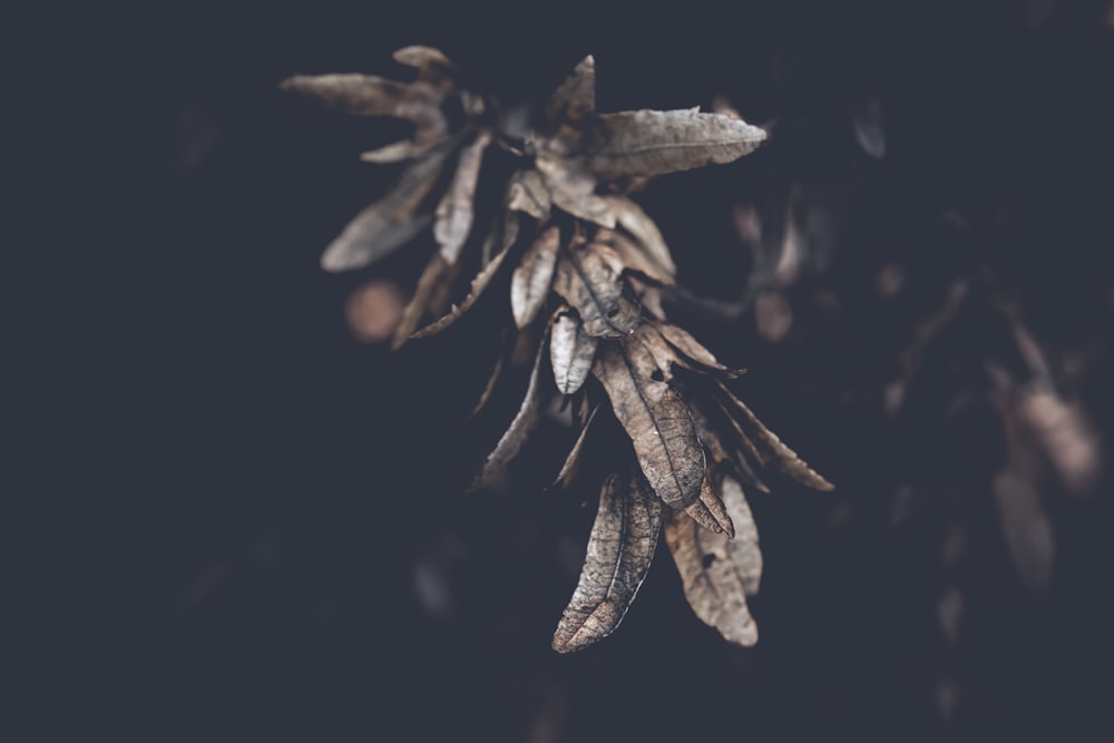 a close up of a plant