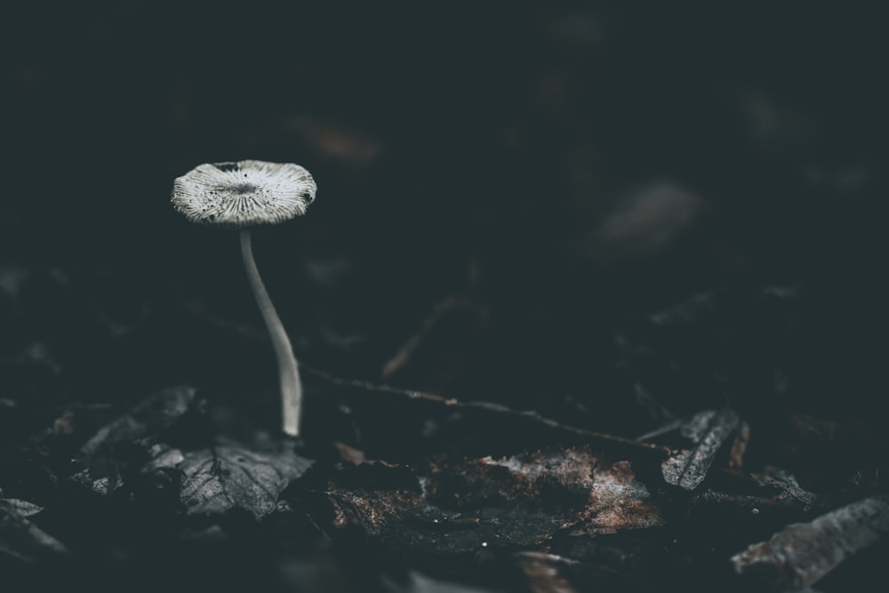 a mushroom growing out of the ground