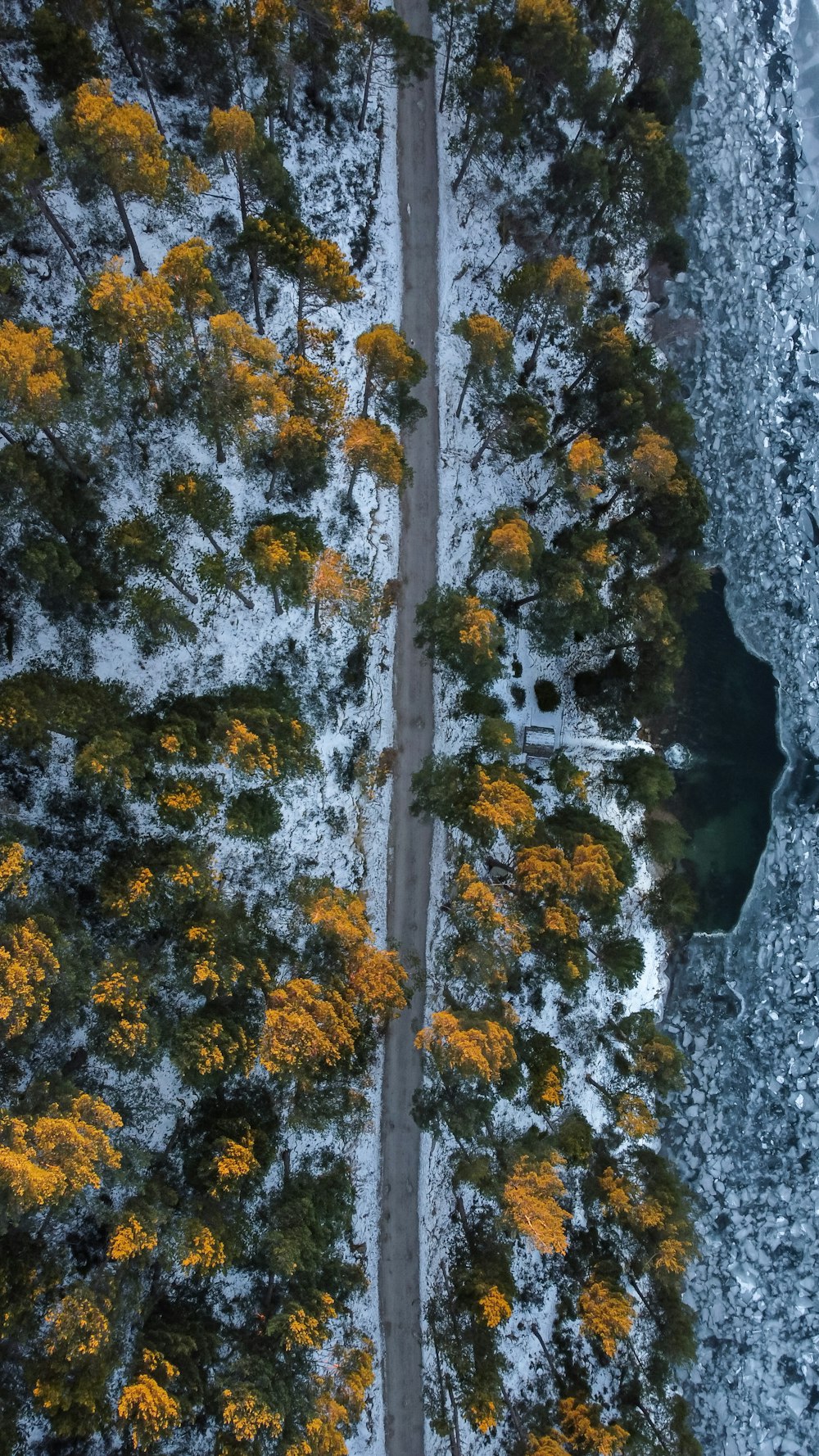 Un arbre aux fleurs jaunes