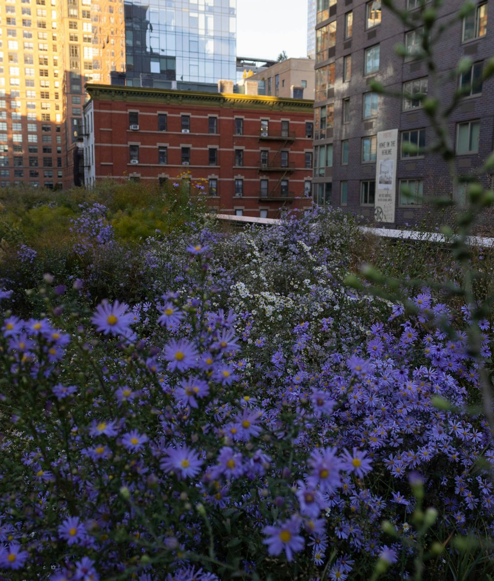 a field of flowers with buildings in the background