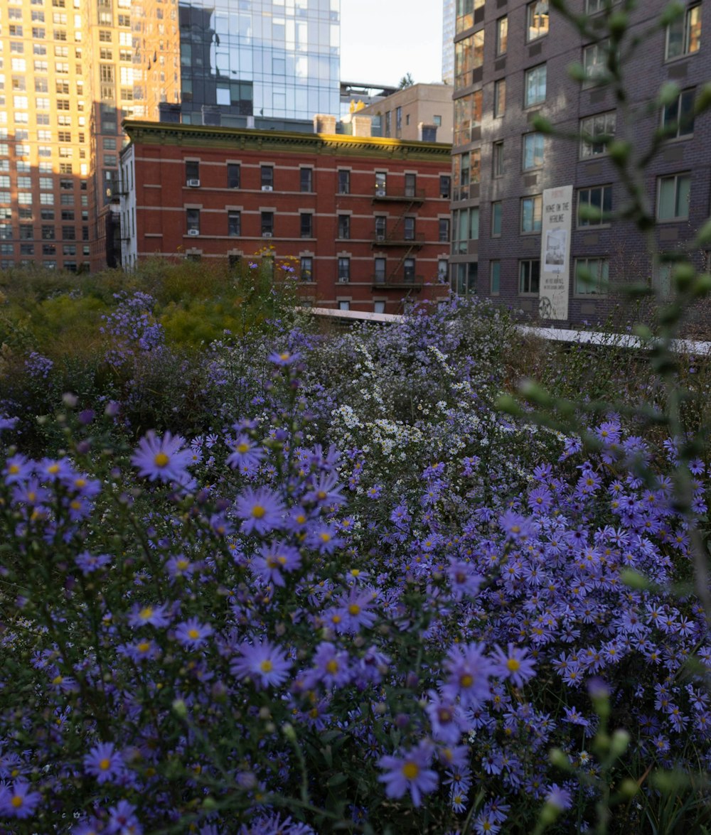 建物を背景にした花畑