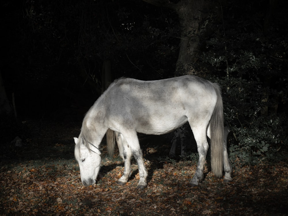 a horse eating grass