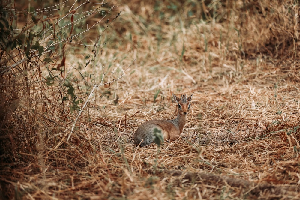 a kangaroo in a field