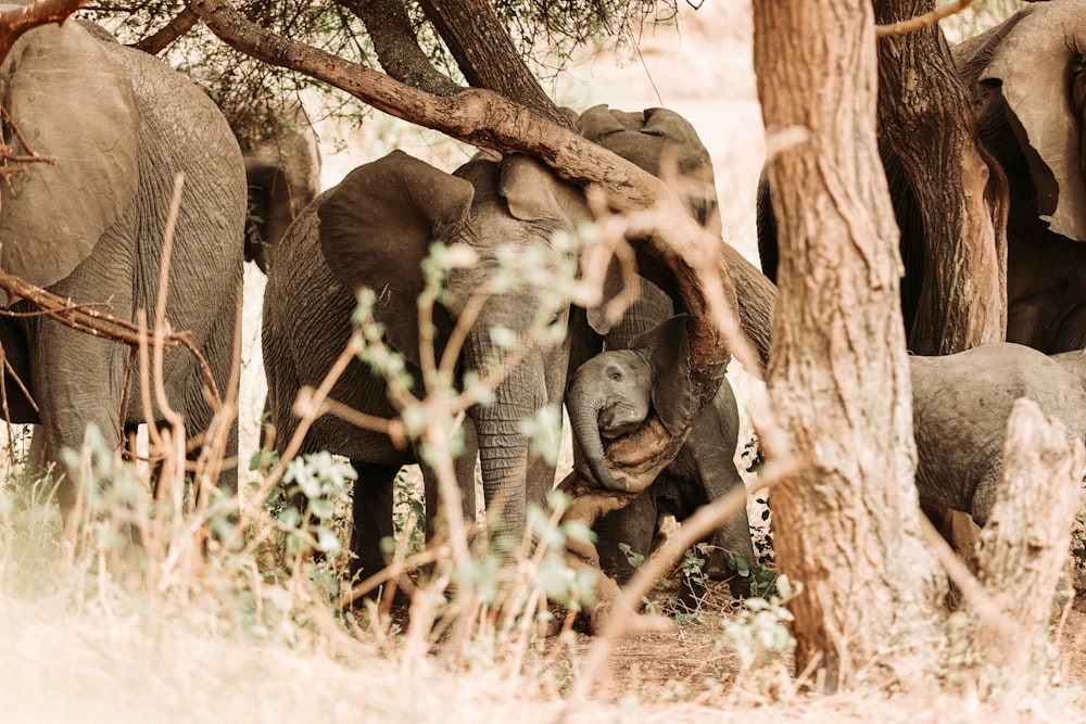 a group of elephants stand near each other