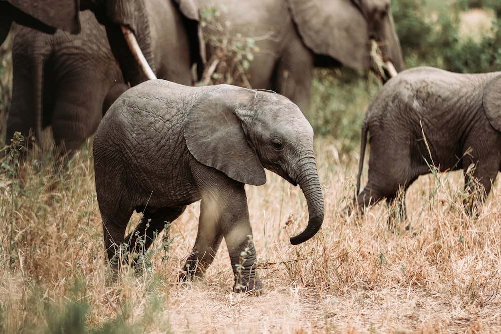 a baby elephant walking in a field