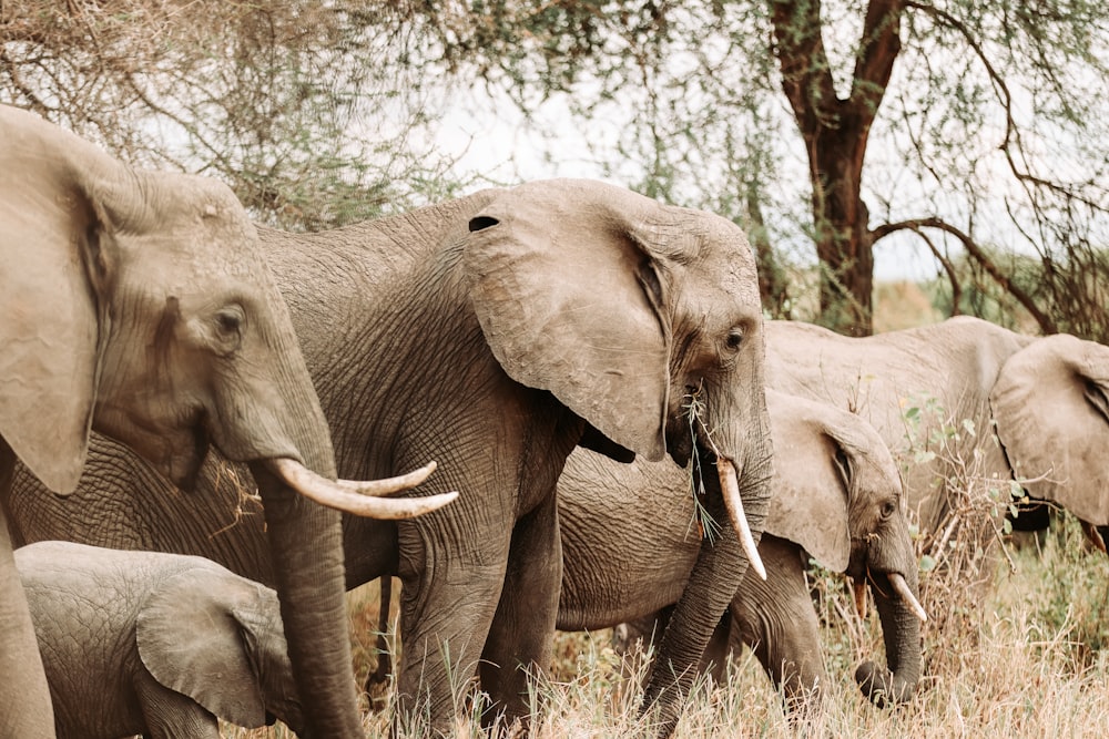 a herd of elephants walking