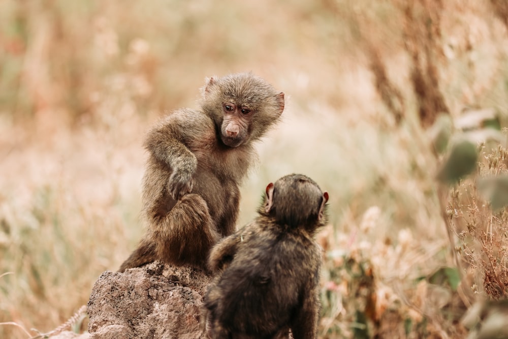 a couple of animals standing on a rock