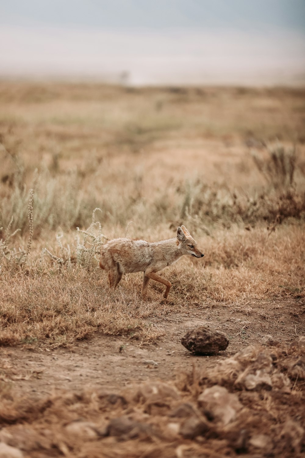 a hyena walking in a dry field