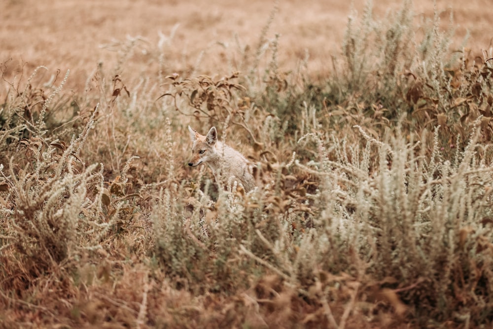 a coyote in a field