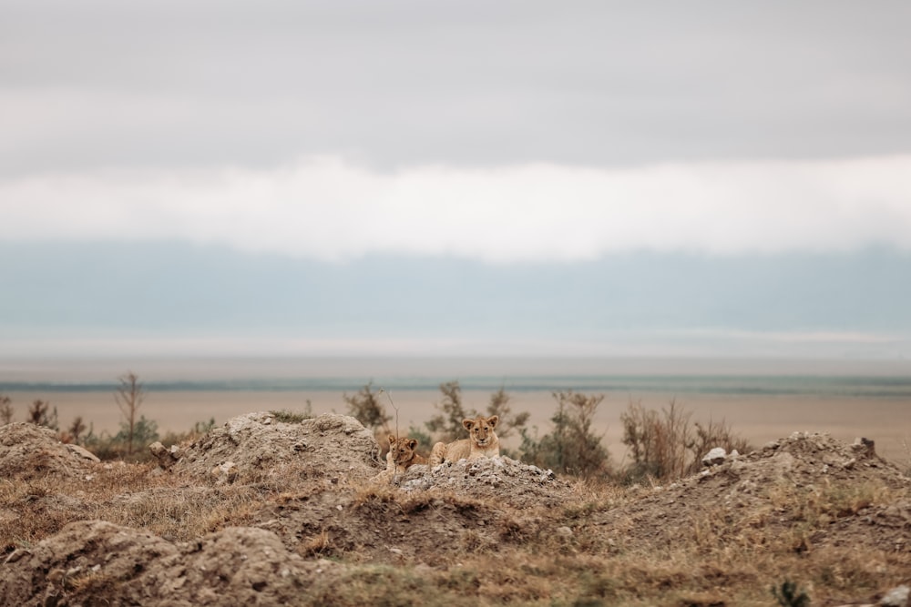 a desert landscape with a body of water in the background