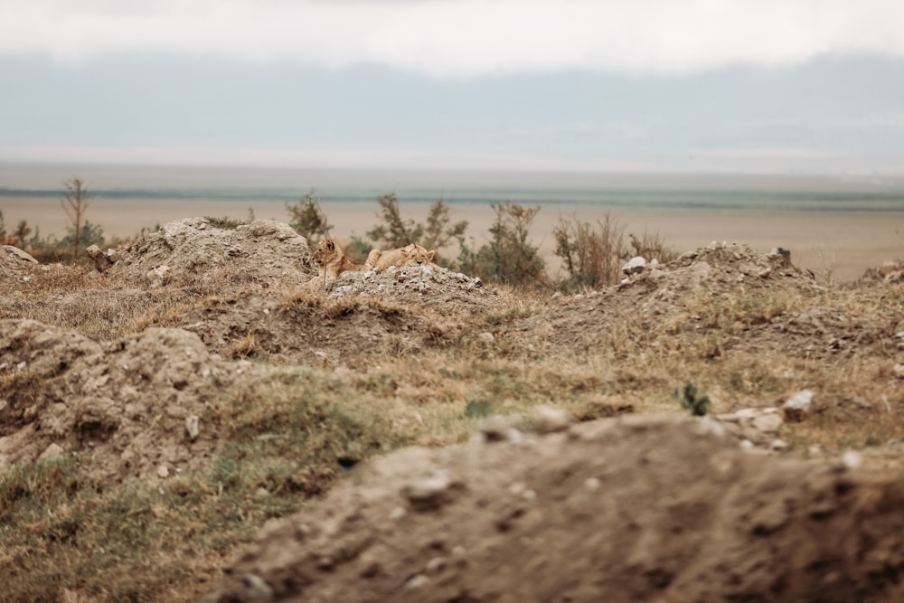 a landscape with plants and rocks